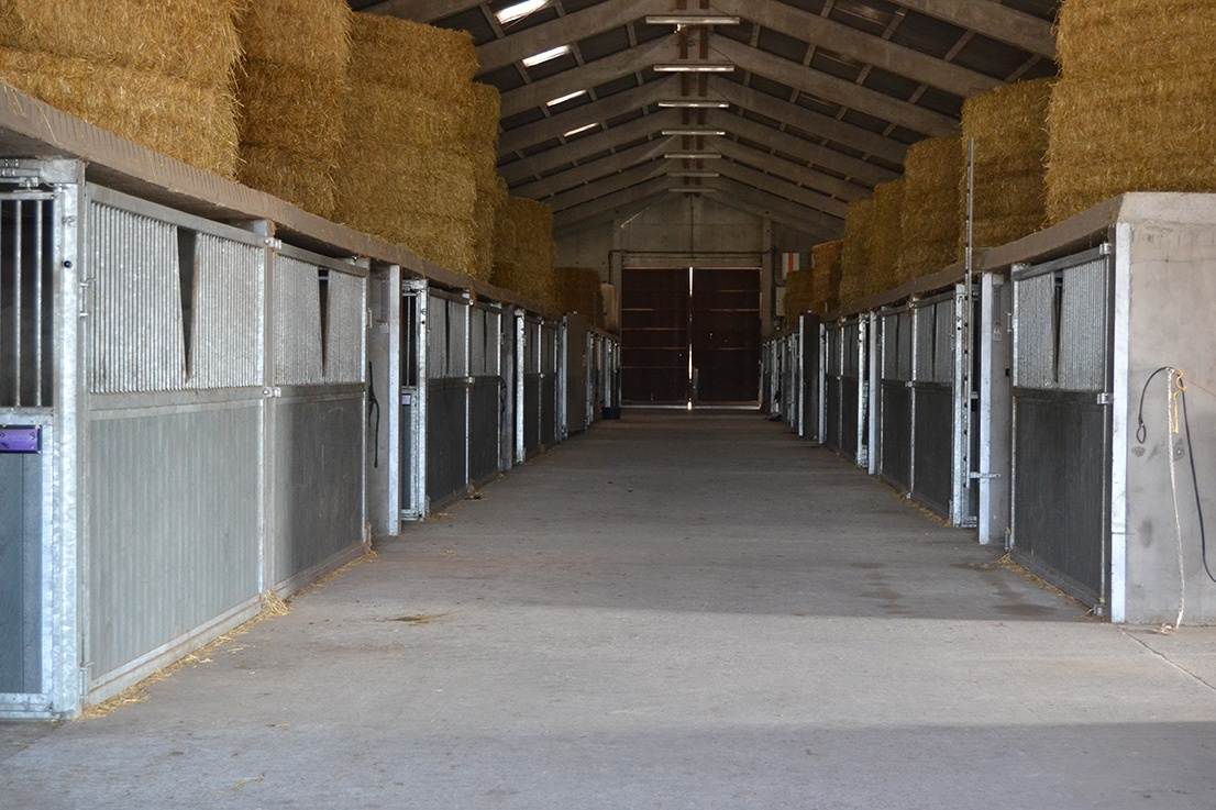 Paarden in weide